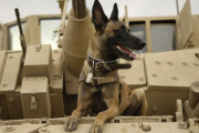 IS指導者をも追い詰めた、米軍の軍用犬とは？