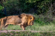 【悲報】やせたかなしい姿のライオン、発見される…