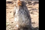 【動画】生きたまま蟻の大群に覆われている鳥さんが撮影される。