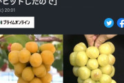 韓国人「また韓国が日本産ブドウを丸パクリ！」日本が開発した「ほろよい」が韓国で「大黄玉」として発売される！→「日本も日帝時代に韓国の品種を盗んだ」　韓国の反応