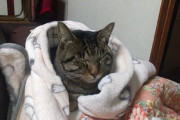 【ねこ画像】お祈り中のお坊さんに甘えまくる猫さん…これは忍耐力を試されてるんでしょうかwww