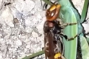 【動画】スズメバチを食べるカマキリを食べるスズメバチ(@_@;)