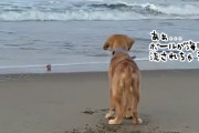 信頼の兄者、海に流されそうなボールを弟犬のために取ってくる姿がかっこいい