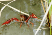 【朗報】 アメリカザリガニ、ようやく規制へ