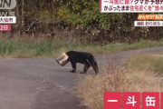 【?】 頭に一斗缶をかぶったクマが道路を徘徊