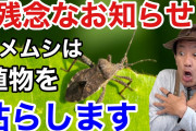 ワイ家族「家の中にカメムシが入ってきたンゴオオオオオオ」ワイ「構うから臭うんや、無視無視」