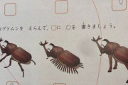 【驚き】日本の小学校のカブトムシ問題、韓国側は「3番が強そう」