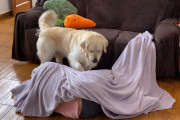 ご主人、バレてます。毛布一枚で愛犬のゴールデンレトリバーに隠れんぼを挑む飼い主さんが弱すぎて笑える