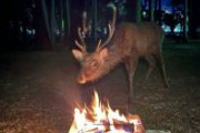 焚き火していたキャンパーさん、野生の鹿と仲良くなってしまう