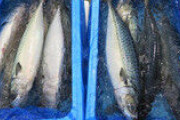 【<゜)))彡】冬のサバ、イワシが豊漁　脂乗った上質魚がお買い得