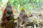【悲報】俺んちの山、今年もジジババに山菜とタケノコを取りつくされるｗｗｗｗ