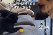 子猫たちにボール遊びの楽しみを教えてあげるジャーマンシェパード
