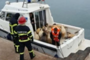 【悲報】ひつじさん14600頭乗せた船が転覆し32頭だけ生還