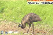 【悲報】逃亡したエミュー、捕獲されて死ぬ