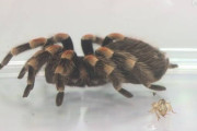 【悲報】タランチュラ、やっぱりキモい