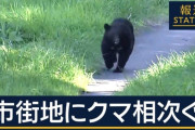 クマさんのお肉　おいしい