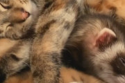 【仲良し】ネコとフェレットたちのぎゅうぎゅうお昼寝姿の癒やしパワーが半端ない