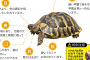 ペットのリクガメ、カミツキガメと間違えられて殺処分され飼い主に賠償金24万3000円支払う