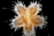ヒトデの赤ちゃん、兄弟同士で共喰いをすることが判明する　米大学研究
