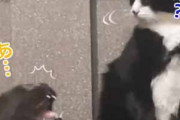 ネコが隣にいる猫の背中を噛もうとする。でも気づかれた → するとネコはこうします…