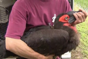 【千葉】ついに捕獲に成功！“巨大鳥”ミナミジサイチョウ
