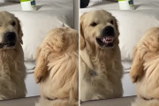 まるで怒り顔の練習みたい！鏡に向かって表情を変えるゴールデンレトリバーが面白い