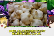 日本産のニンニク美味すぎワロタ