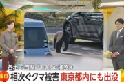 【速報】クマ、都内に襲撃開始　東京都民はパニック目撃情報130件「スピード感と重量感がとにかくありました」愛護団体、ガチで身近に現れてガクブルｗｗｗ