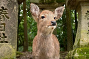 日本の「奈良の鹿」が賢くて礼儀正しい！こんな風景が見られるのは世界でも日本だけ！【タイ人の反応】