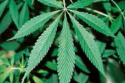政府、大麻の医療使用解禁に向け改正案提出へ…乱用阻止のため「使用罪」も新設