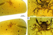 １億年前のカニが琥珀から発見される?
