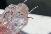 【動画】深海生物、もはや意味不明