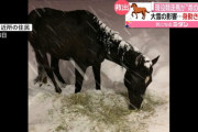【現役の競走馬が瀕死】レイズアスピリット　大雪で身動きとれず餓死寸前　