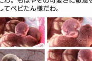 カワウソの赤ちゃんにメロメロな桂浜水族館のツイートが話題に　「もはやその可愛さに敬意を表してベビたん様だわ」