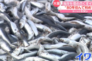 新潟・糸魚川で大量のイワシが海岸数百メートルに打ち上げられる