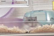 うちのハムスター見てくれや！