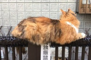 【画像】ネッコさん、猫よけガードを無効化してしまうwwww