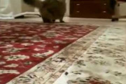 【動画】 いぬとねこ【再】