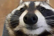 【動画】民家のゴミ箱を漁っていたアライグマさん、喉にチーズが詰まり死にかけるも住民に救護され九死に一生を得るｗｗｗｗｗｗｗ