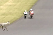 【宮城】全日本ロードレース選手権で大事故。コースに侵入したカモシカにバイクが衝突してしまう。