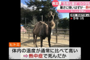 【！？】日本の動物園でヒトコブラクダが熱中症で死亡
