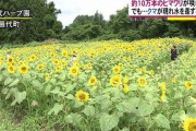 ４連休２日目　ひまわり迷路が賑わうもクマが…＜福島県猪苗代町＞