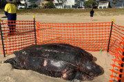 サメ避けネットに絡まり衰弱化か　希少な巨大ウミガメの死骸が発見される　オーストラリア