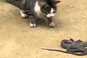 【ねこ動画】ねこ vs へび