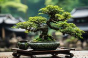 【海外での売却目的か】盆栽盗難相次ぐ…関東から九州の１１府県で少なくとも２６件　三重県の盆栽販売会社、被害は約２６０鉢（計約１２５０万円相当