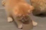 子ネコが「短い筒」で遊んでいた。うにゅにゅにゅにゅ？ → 母猫の隣でこうなります…