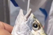 【悲報】中国父さん、お魚さんにPCR検査してしまうwwwwwwwwwwwwwww