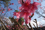 まとめないし今帰仁城跡で桜を見る