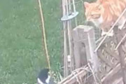 ネコが塀の上にいた。鳥を狙って近づいて行く → 猫、ナメめられる…