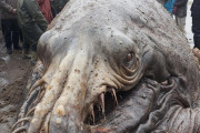 【モンスター】中国でヤバイ化け物が打ち上げられる